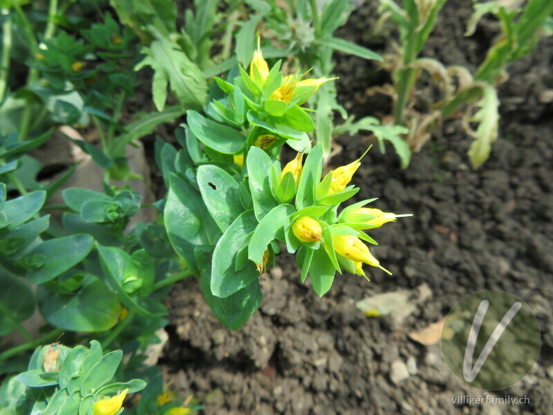 Kleine Wachsblume: Übersicht